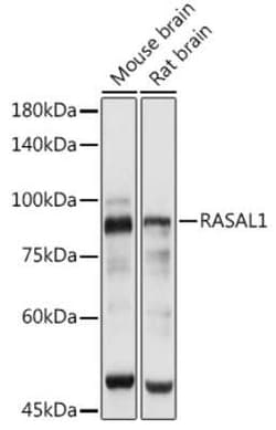RASAL1 Antibody - Azide and BSA Free, Novus Biologicals 0.02 mL; Unconjugated:Antibodies,
