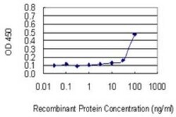 RASD2 Antibody (1C7), Novus Biologicals 0.1 mg | Buy Online | Novus Biologicals | Fisher Scientific
