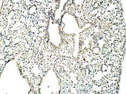 RASD2 Antibody, Novus Biologicals 100 &mu;g | Buy Online | Bio-Techne | Fisher Scientific