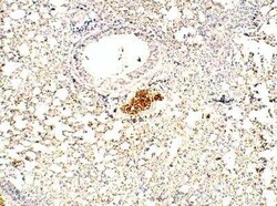 RASD2 Antibody, Novus Biologicals 100 &mu;g | Buy Online | Bio-Techne | Fisher Scientific