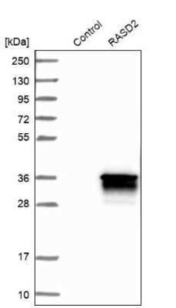 RASD2 Antibody, Novus Biologicals 25 &mu;L | Buy Online | Novus Biologicals | Fisher Scientific