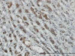 RASEF Antibody (2D5), Novus Biologicals 0.1 mg; Unconjugated:Antibodies,