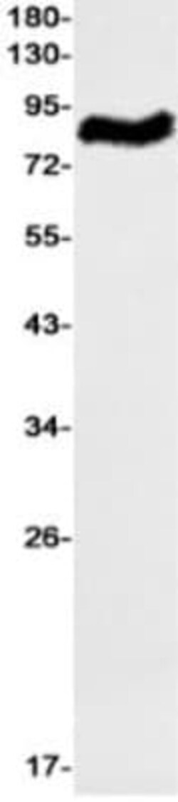 RASEF Antibody (S03-1G6), Novus Biologicals 100 &mu;g; Unconjugated:Antibodies,