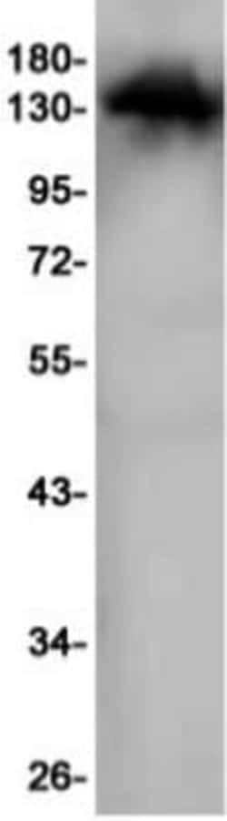 RASGRF1 Antibody (S06-5H5), Novus Biologicals 50 &mu;g; Unconjugated:Antibodies,
