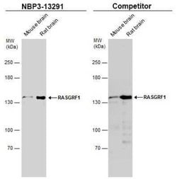 RASGRF1 Antibody, Novus Biologicals 100 &mu;g | Buy Online | Novus Biologicals | Fisher Scientific