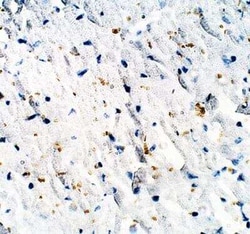 RASGRF2 Antibody, Novus Biologicals 100 &mu;g; Unconjugated:Antibodies,