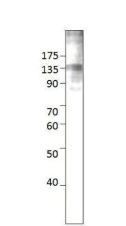RASGRF2 Antibody, Novus Biologicals 100 &mu;g; Unconjugated:Antibodies,
