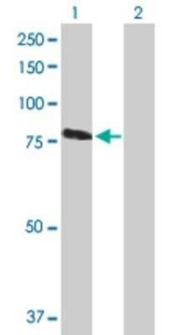 RASGRP3 Antibody, Novus Biologicals 0.05 mg | Buy Online | Novus Biologicals | Fisher Scientific