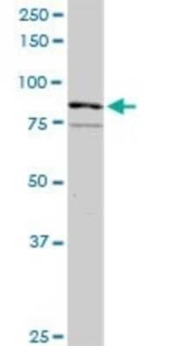 RASGRP3 Antibody, Novus Biologicals 0.1 mg | Buy Online | Novus Biologicals | Fisher Scientific