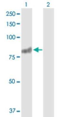 RASGRP3 Antibody, Novus Biologicals 0.1 mg | Buy Online | Novus Biologicals | Fisher Scientific
