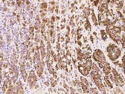 RASSF1 Antibody, Novus Biologicals 100 &mu;g, Unconjugated:Antibodies,