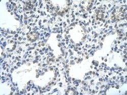 RASSF7 Antibody, Novus Biologicals 100 &mu;L; Unconjugated:Antibodies,