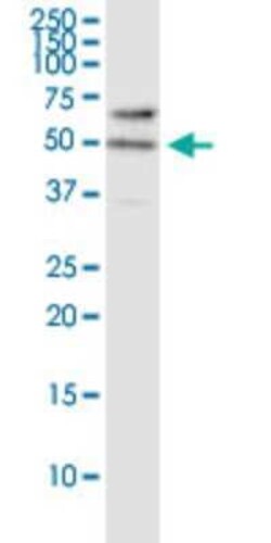 RASSF8 Antibody (2G1), Novus Biologicals 0.1 mg | Buy Online | Novus Biologicals | Fisher Scientific