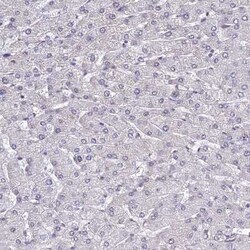 RAVER1 Antibody, Novus Biologicals 0.1 mL, Unconjugated:Antibodies, Polyclonal