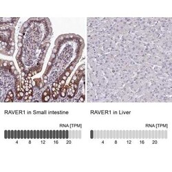 RAVER1 Antibody, Novus Biologicals 0.1 mL, Unconjugated:Antibodies, Polyclonal