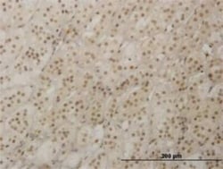 RAX Antibody (4F4), Novus Biologicals 0.1 mg | Buy Online | Novus Biologicals | Fisher Scientific