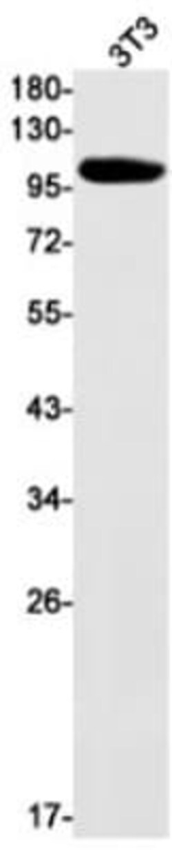 RB1 Antibody (S09-4H8), Novus Biologicals 50 &mu;g; Unconjugated:Antibodies,