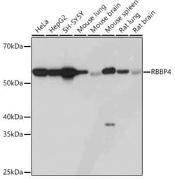 RBBP4/RbAp48 Rabbit anti-Human, Mouse, Rat, Clone: 0D1X1, Novus Biologicals