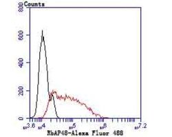 RBBP4/RbAp48 Antibody (JU37-47), Novus Biologicals 100 &mu;l; Unconjugated:Antibodies,
