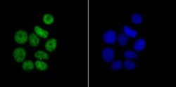 RBBP4/RbAp48 Antibody (JU37-47), Novus Biologicals 100 &mu;l; Unconjugated:Antibodies,