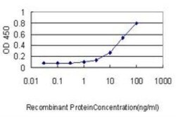 RBBP4/RbAp48 Antibody (2D7), Novus Biologicals 0.1 mg | Buy Online | Novus Biologicals | Fisher Scientific
