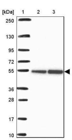 RBBP4/RbAp48 Antibody, Novus Biologicals 0.1 mL, Unconjugated:Antibodies,