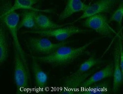 RBCK1 Antibody, Novus Biologicals:Antibodies:Primary Antibodies