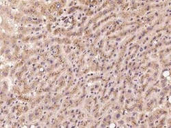 RBCK1 Antibody, Novus Biologicals 50 &mu;g, Unconjugated:Antibodies, Polyclonal