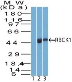 RBCK1 Antibody, Novus Biologicals:Antibodies:Primary Antibodies