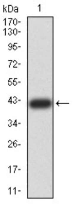 RBFOX3/NeuN Antibody (1H3B2) - BSA Free, Novus Biologicals:Antibodies:Primary