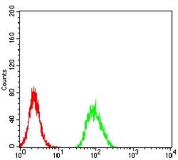 RBFOX3/NeuN Antibody (5A4B9) - BSA Free, Novus Biologicals:Antibodies:Primary