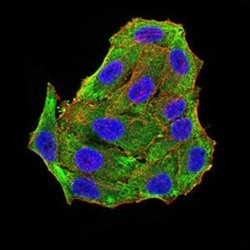 RBFOX3/NeuN Antibody (5A4B9) - BSA Free, Novus Biologicals:Antibodies:Primary