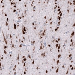 RBFOX3/NeuN Mouse anti-Human, Mouse, Clone: CL11892, Novus Biologicals