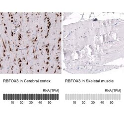 RBFOX3/NeuN Mouse anti-Human, Mouse, Clone: CL11892, Novus Biologicals