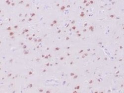 RBFOX3/NeuN Rabbit anti-Human, Mouse, Clone: NeuN/288R, Novus Biologicals 100 &mu;g | Buy Online | Novus Biologicals | Fisher Scientific