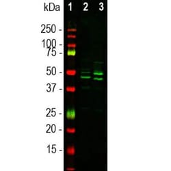 RBFOX3/NeuN Antibody, Novus Biologicals 100 &mu;g; Unconjugated:Antibodies,
