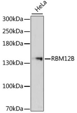 RBM12B Antibody - BSA Free, Novus Biologicals:Antibodies:Primary Antibodies