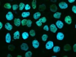 RBM14 Rabbit anti-Human, Polyclonal, Novus Biologicals:Antibodies:Primary