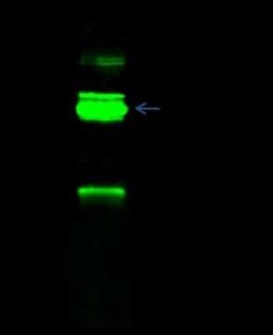 RBM15 Antibody, Novus Biologicals 100 &mu;g, Unconjugated:Antibodies, Polyclonal