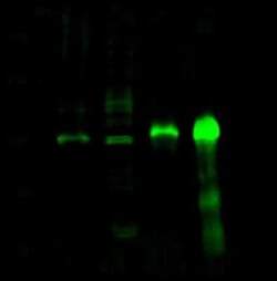 RBM15 Antibody, Novus Biologicals 100 &mu;g, Unconjugated:Antibodies, Polyclonal