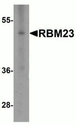 RBM23 Antibody - BSA Free, Novus Biologicals 0.1 mg | Buy Online | Novus Biologicals | Fisher Scientific
