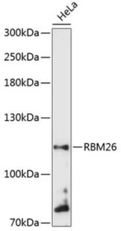 RBM26 Antibody - Azide and BSA Free, Novus Biologicals 0.02 mL; Unconjugated:Antibodies,