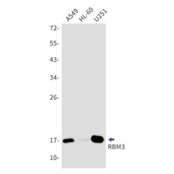 RBM3 Antibody (S02-0C1), Novus Biologicals:Antibodies:Primary Antibodies