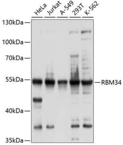 RBM34 Antibody - BSA Free, Novus Biologicals 0.02 mL | Buy Online | Novus Biologicals | Fisher Scientific