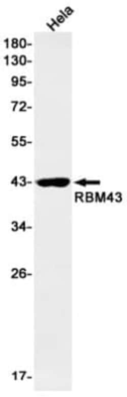RBM43 Antibody (S03-6I5), Novus Biologicals 100 &mu;g; Unconjugated:Antibodies,