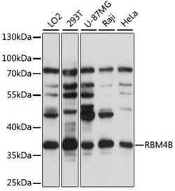 RBM4B Antibody - Azide and BSA Free, Novus Biologicals 0.02 mL; Unconjugated:Antibodies,
