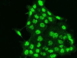 RBM7 Antibody, Novus Biologicals 50 &mu;g | Buy Online | Novus Biologicals | Fisher Scientific