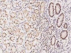 RBM7 Antibody, Novus Biologicals 50 &mu;g | Buy Online | Novus Biologicals | Fisher Scientific