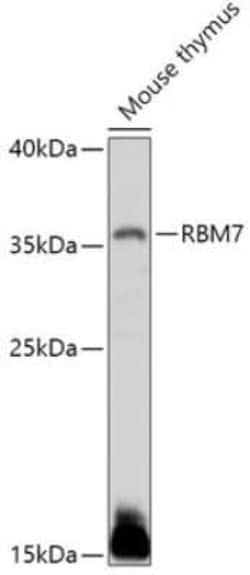 RBM7 Antibody - Azide and BSA Free, Novus Biologicals:Antibodies:Primary