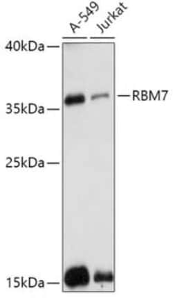 RBM7 Antibody - Azide and BSA Free, Novus Biologicals:Antibodies:Primary